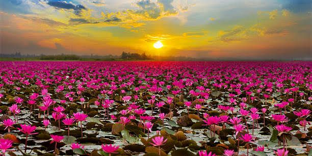 homePage_Image